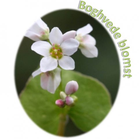 Boghvede blomst