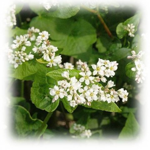 Lindetræsets blomst