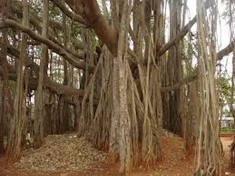 Banyan træet