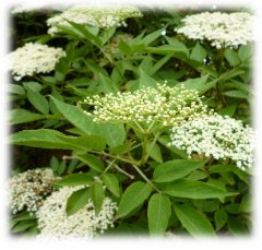 Hyldeblomst